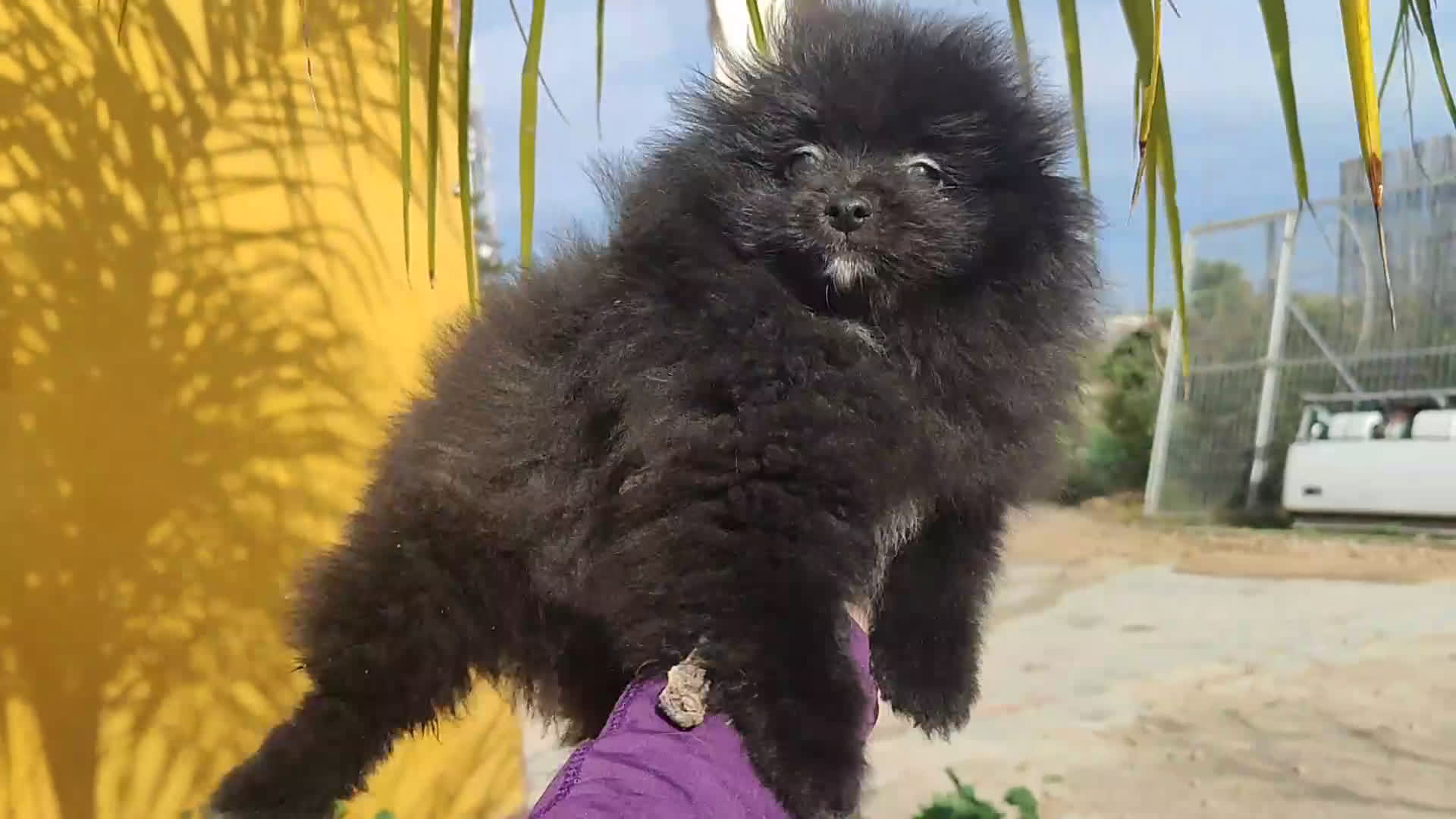 Pomerania perros en venta: Lulú de pomerania precio real. - Video 5
