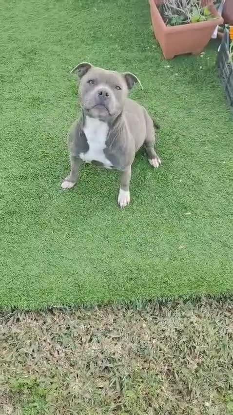Staffordshire Bull Terrier perros en venta: Staffy blue adulta busca casa - Video 2