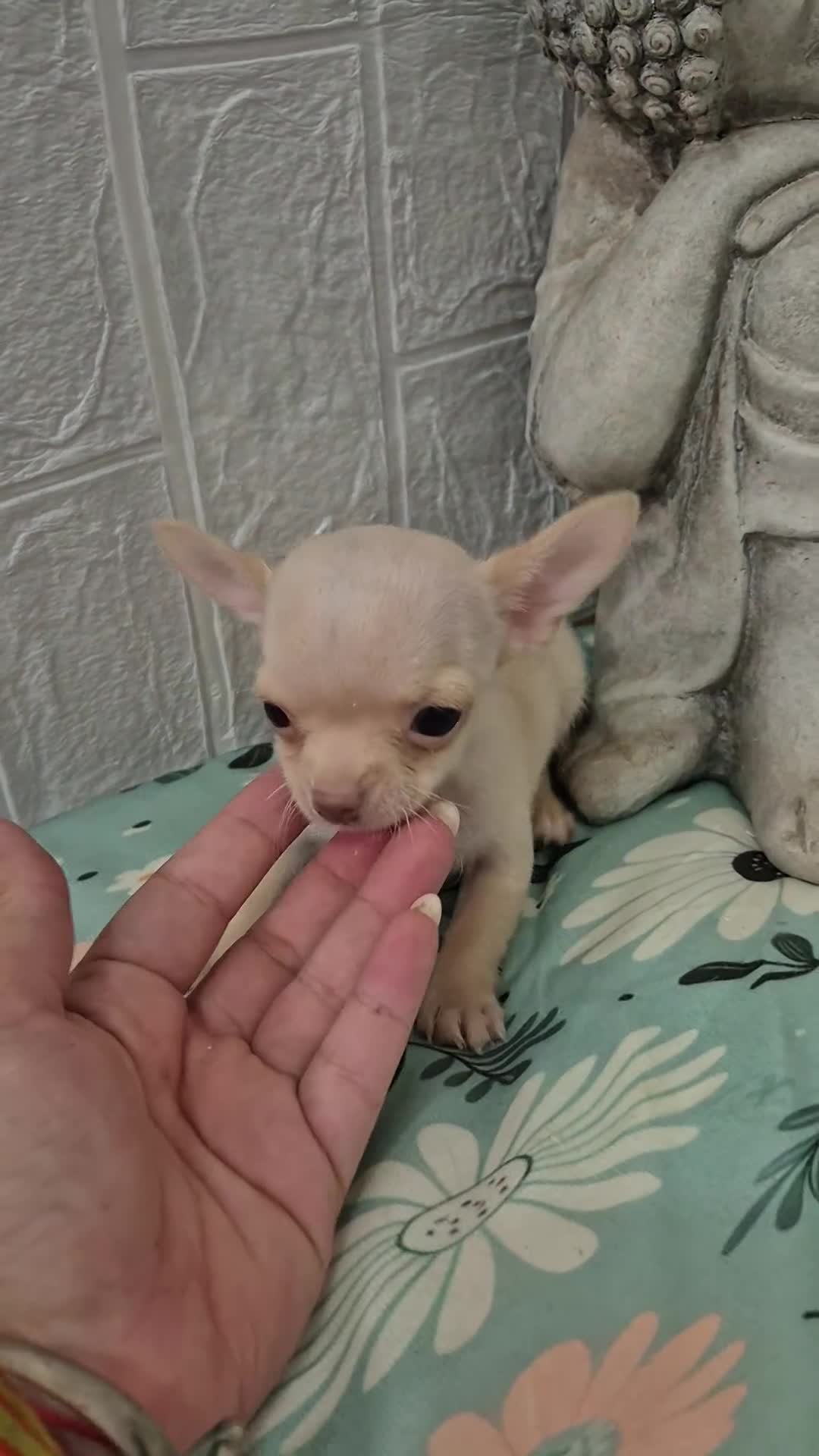 Chihuahua perros en venta: Chihuahua 💕🐾 - Video 1