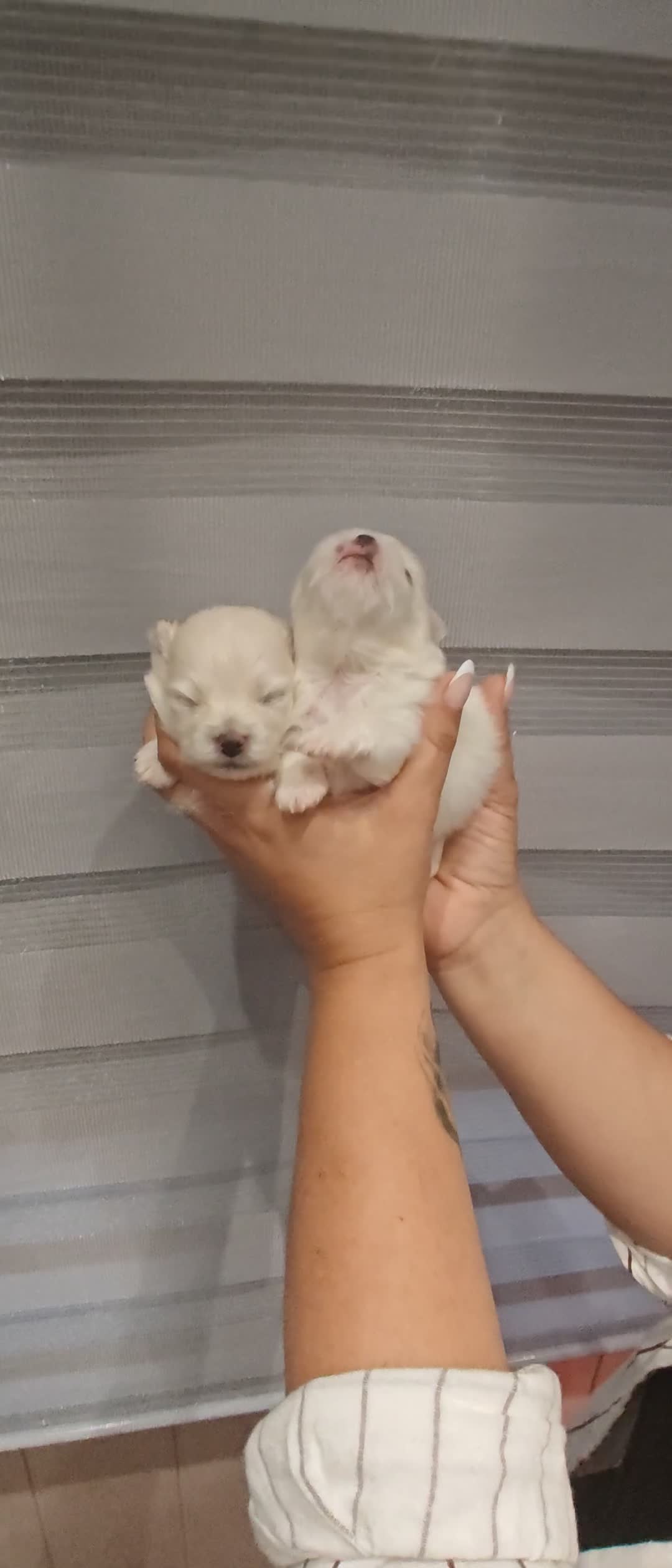 Pomerania perros en venta: Disponible 3 hembras y 1 machoPOMERANIA - Video 1
