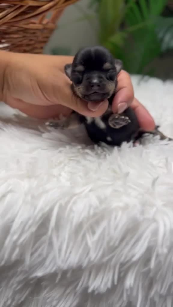 Chihuahua perros en venta: CHIHUAHUA HEMBRA - Video 1