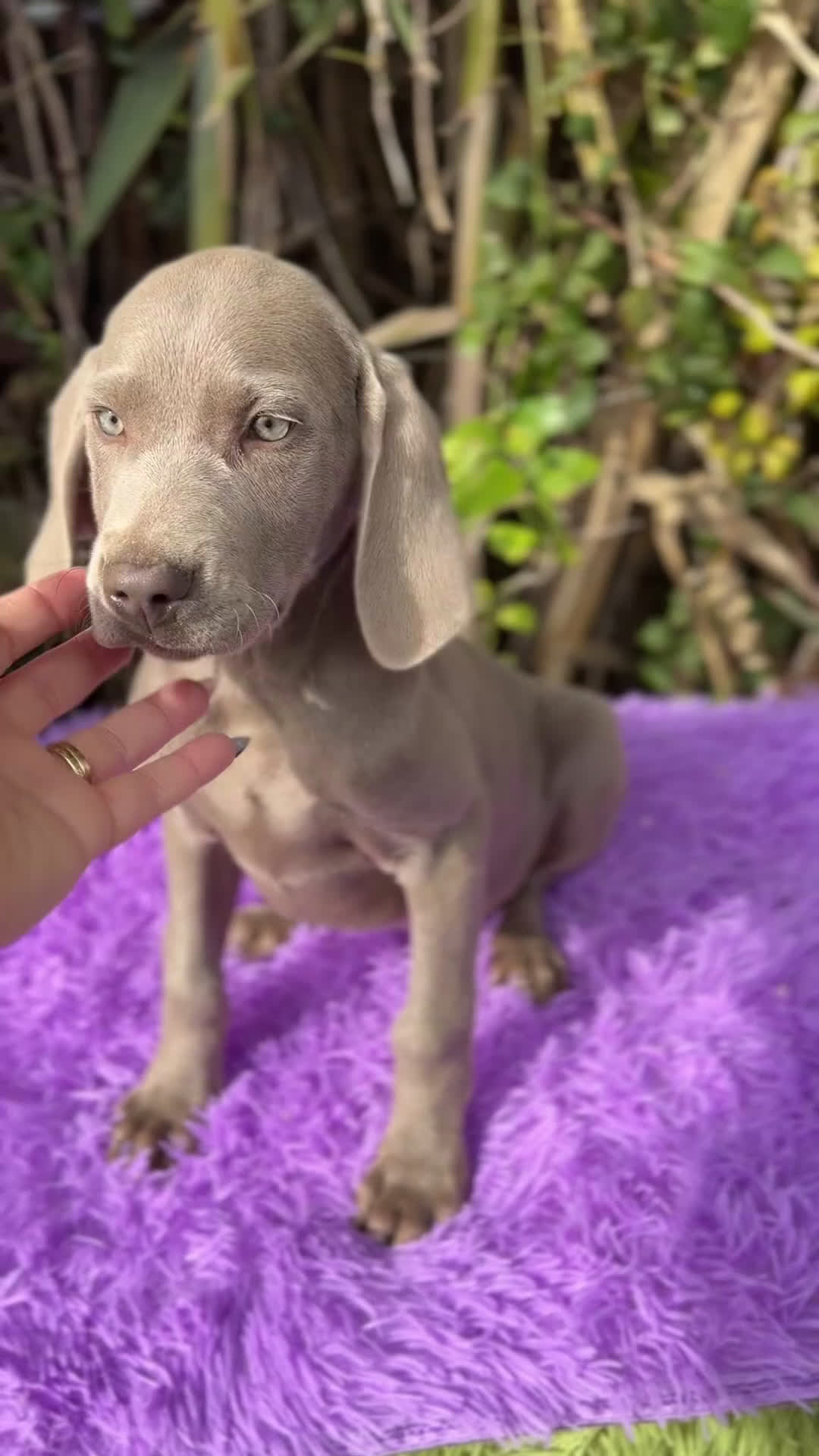 Weimaraner perros en venta: Braco de Weimar disponible - Video 1