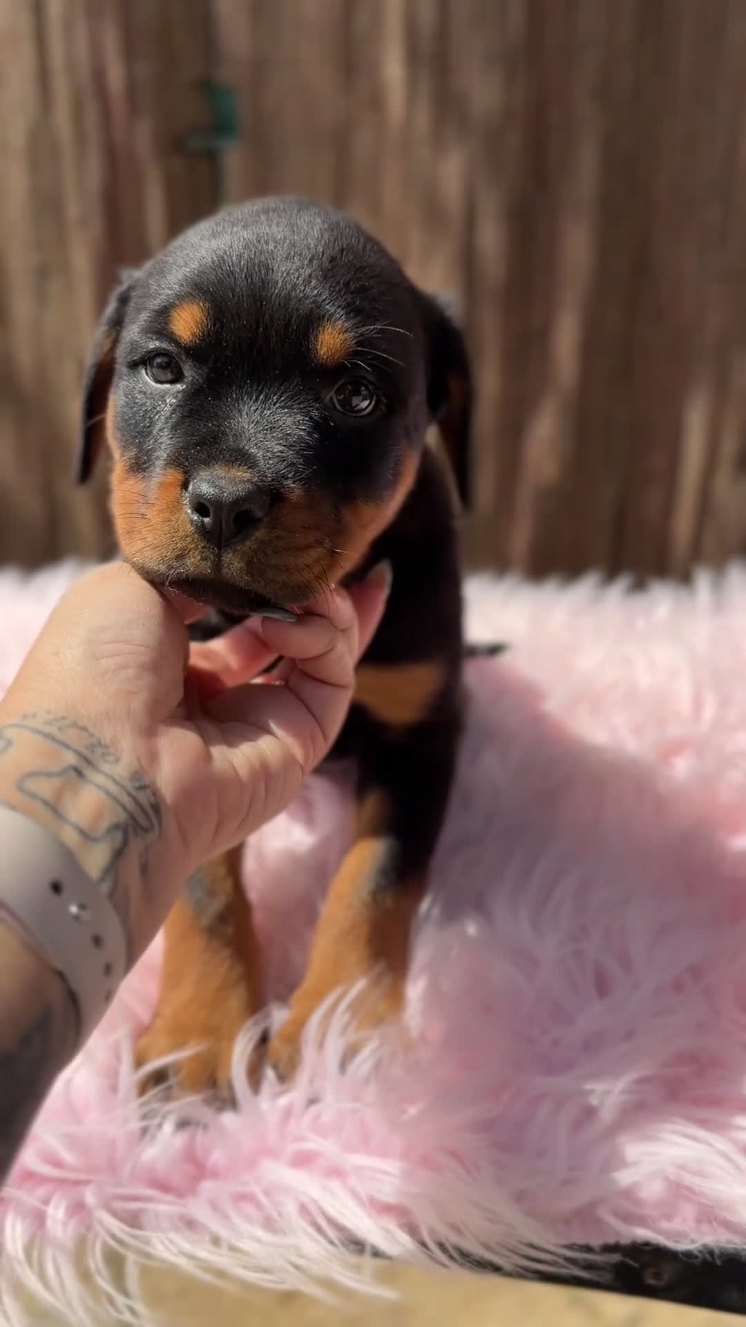 Rottweiler perros en venta: Rottweiler hembra  - Video 1