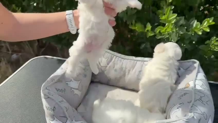 Bichón Maltés perros en venta: CACHORROS BICHON MALTÉS  - Video 1