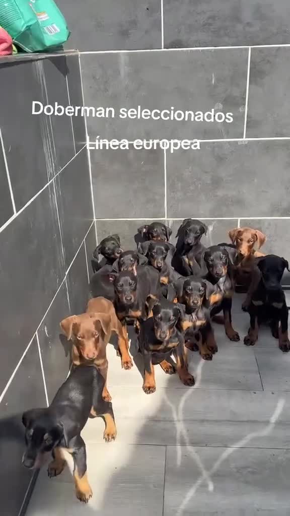 Dobermann perros en venta: Doberman o Dobermann - Video 3