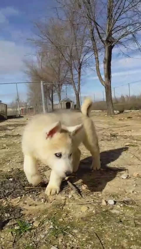 Husky Siberiano perros en venta: Preciosos cachorros husky siberiano - Video 4