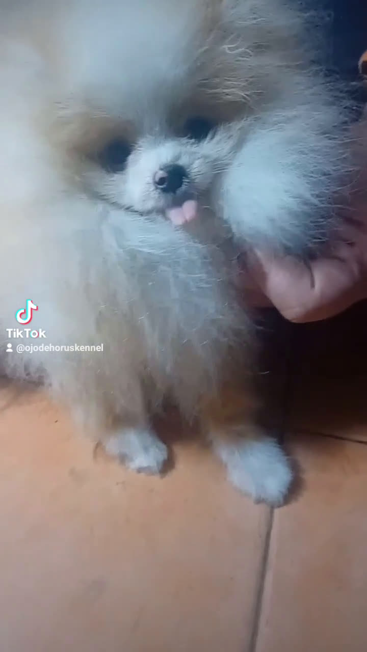 Pomerania perros en venta: Pomerania ositos Boo 🐾🐾 - Video 1