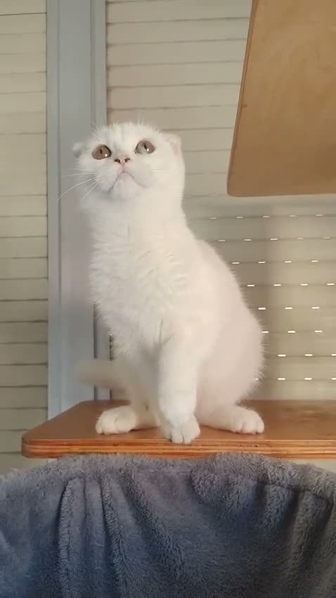 Scottish Fold gatos en venta:  Scottish fold - Video 1