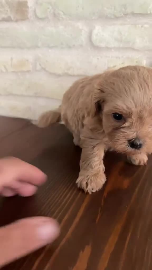 Maltipoo perros en venta: Cachorros de maltipo - Video 2