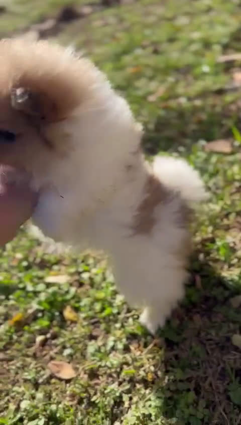 Pomerania perros en venta: Pomerania Partycolor Toy  - Video 1