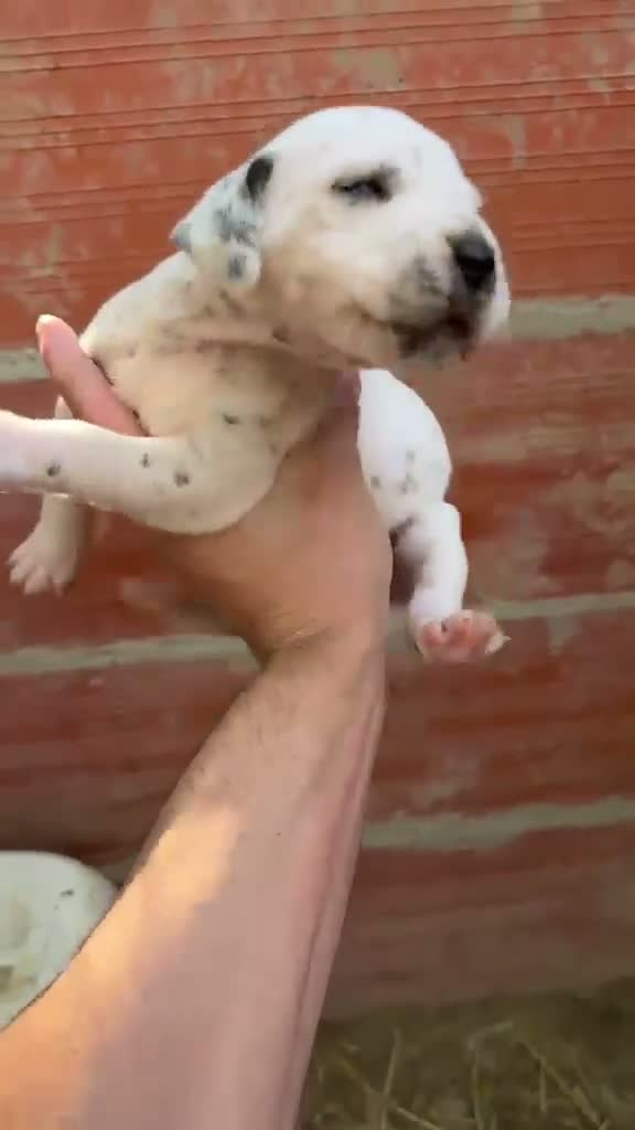Dálmata perros en venta: Exclusiva Camada Dálmata Pura Raza - Video 5