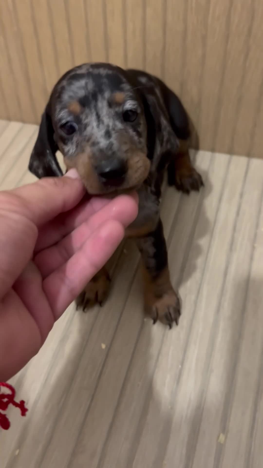 Teckel Miniatura perros en venta: teckel arlequin  - Video 1