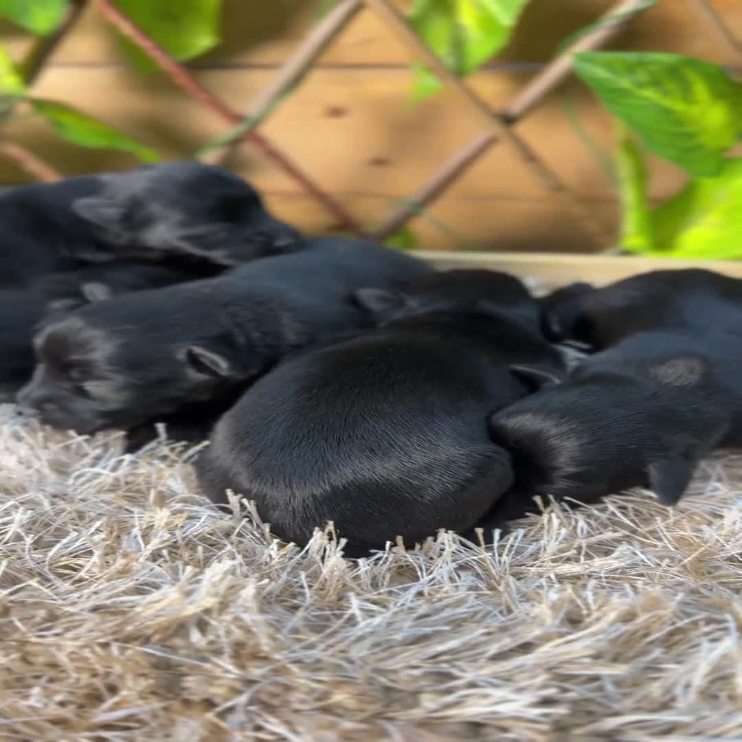 Schnauzer Miniatura perros en venta: Camada de Niki  - Video 1