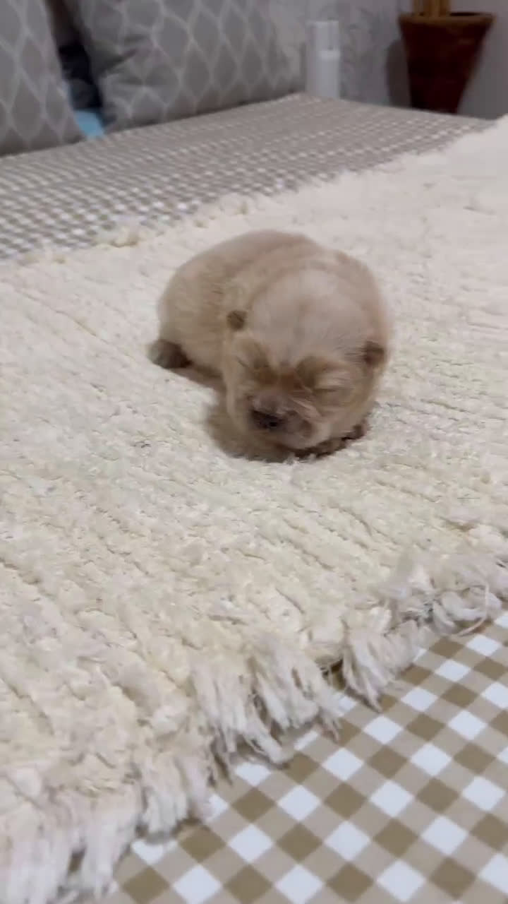 Chow Chow perros en venta: Chow chow peluditos blanco y crema preciosos  - Video 2