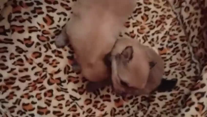 Pomerania perros en venta: POMERANIAS MINIS CALIDAD Y SELECCIÓN  - Video 2