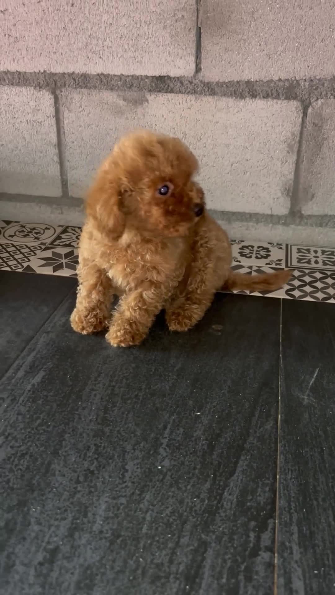 Caniche Toy perros en venta: caniche hoy  en Pontevedra - Video 1