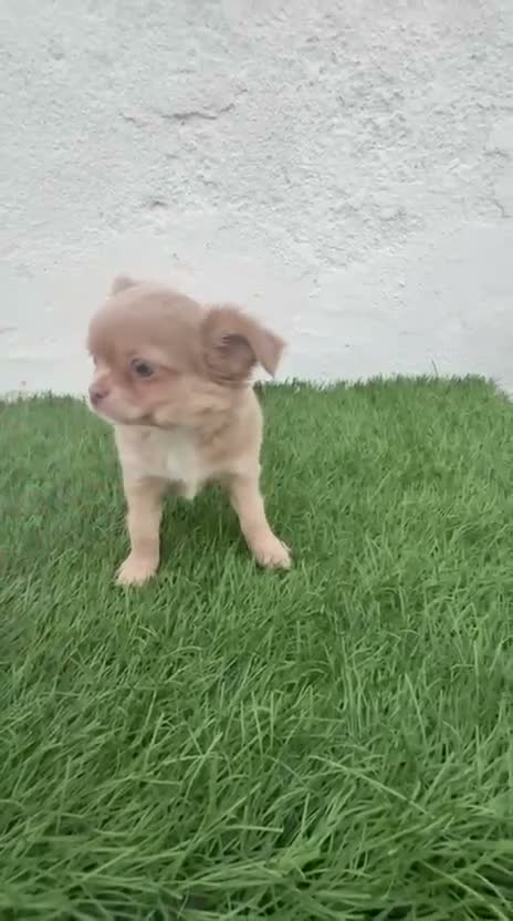 Chihuahua perros en venta: Chihuahua  - Video 1