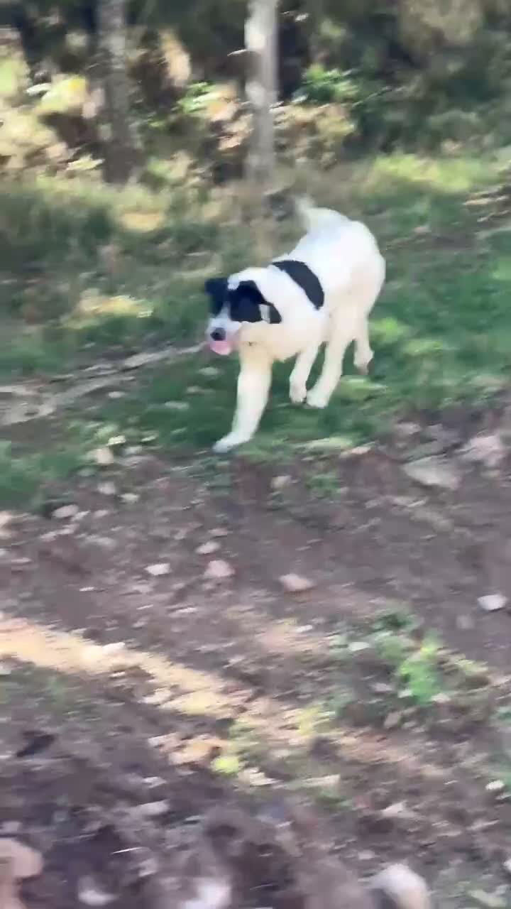 Mastín Español perros en venta: Adopción mastina pinta - Video 1