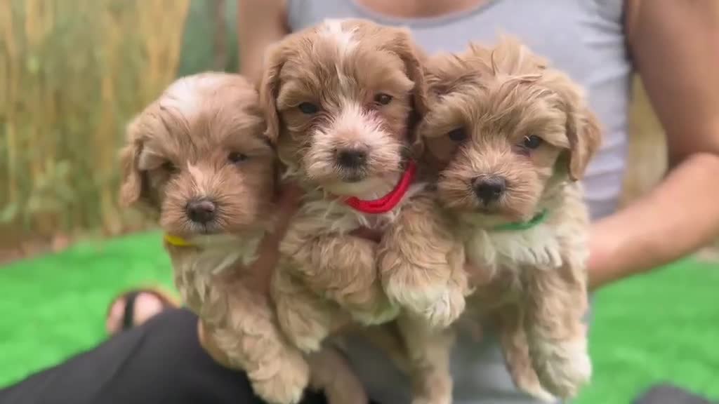 Maltipoo perros en venta: Maltipoo - Video 1