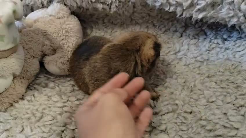 Pomerania perros en venta: Pomeranias - Video 2