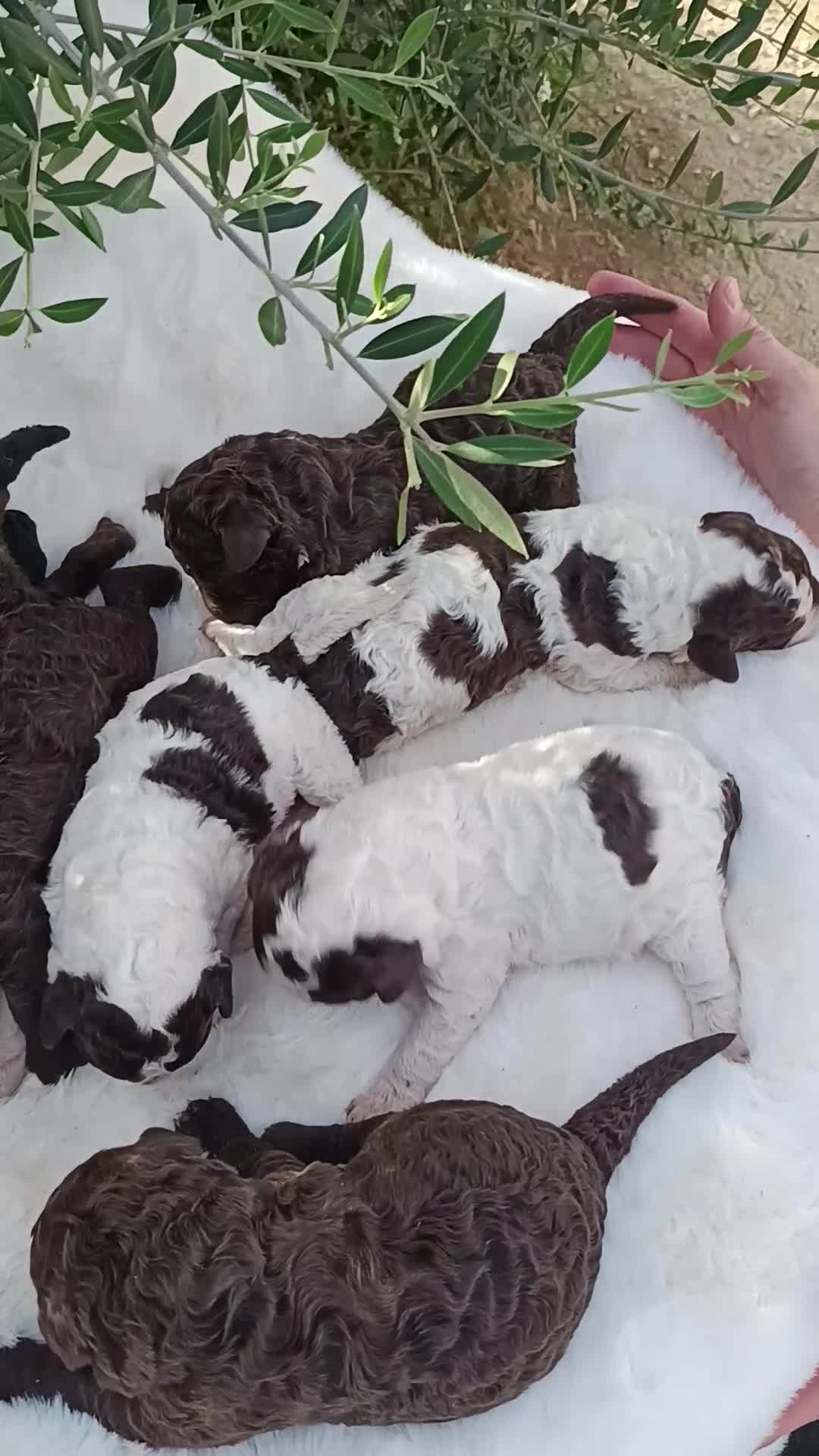 Perro de Agua Español perros en venta: Perro de agua  - Video 3