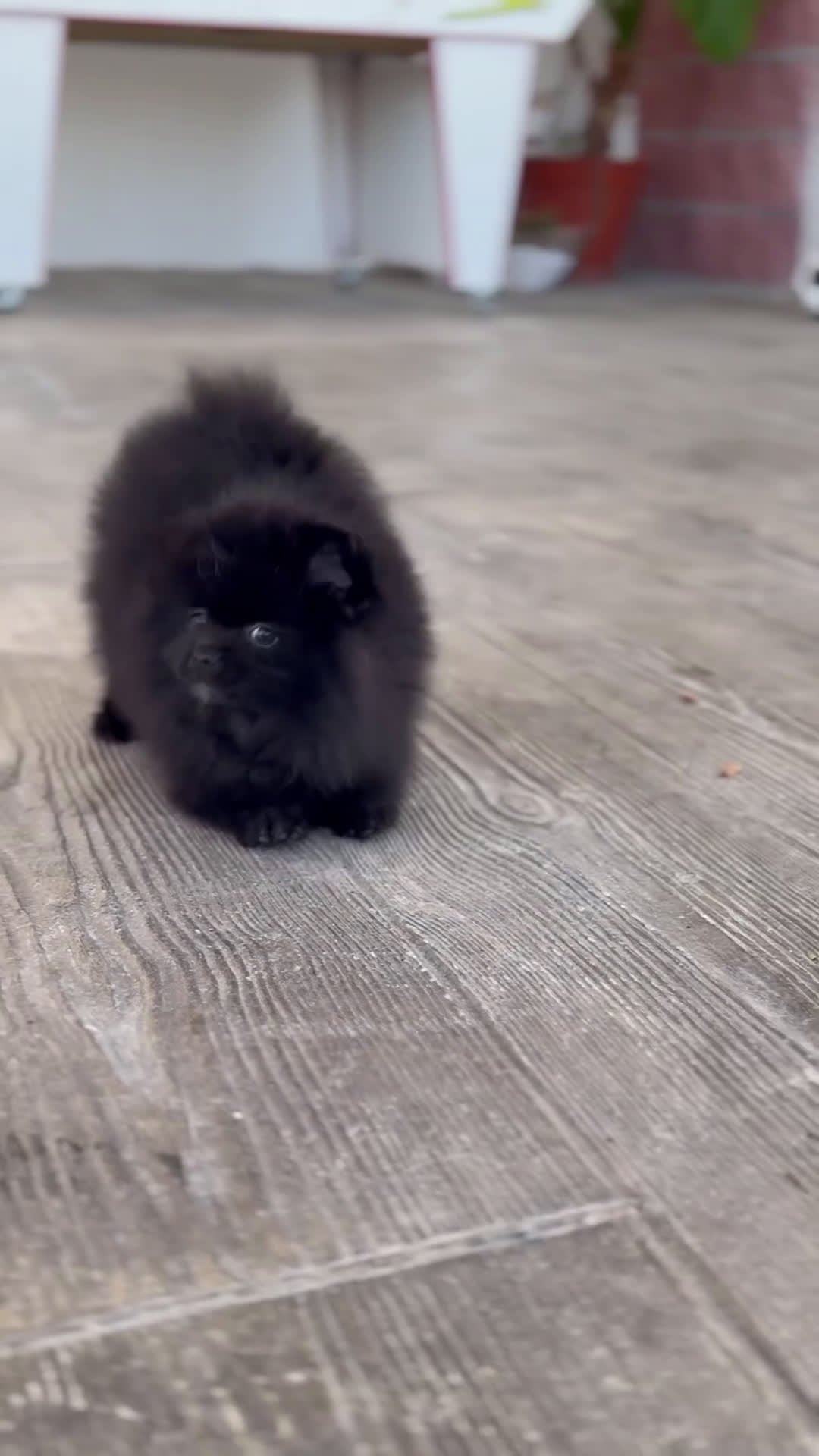 Pomerania perros en venta: 🐾 Prodigy y Monk – Pomerania con carácter 🌟 - Video 1