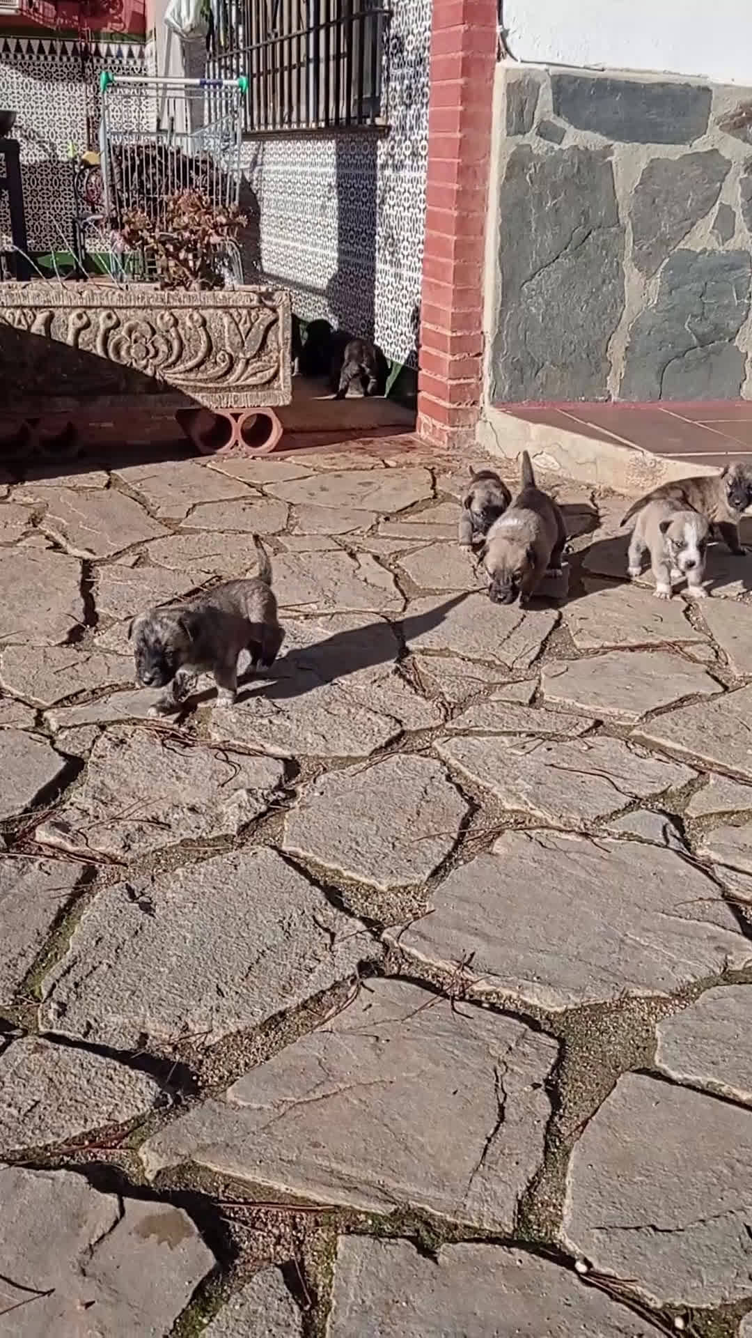 Mastín Español perros en venta: Cachorros de mastín español en Málaga - Video 3