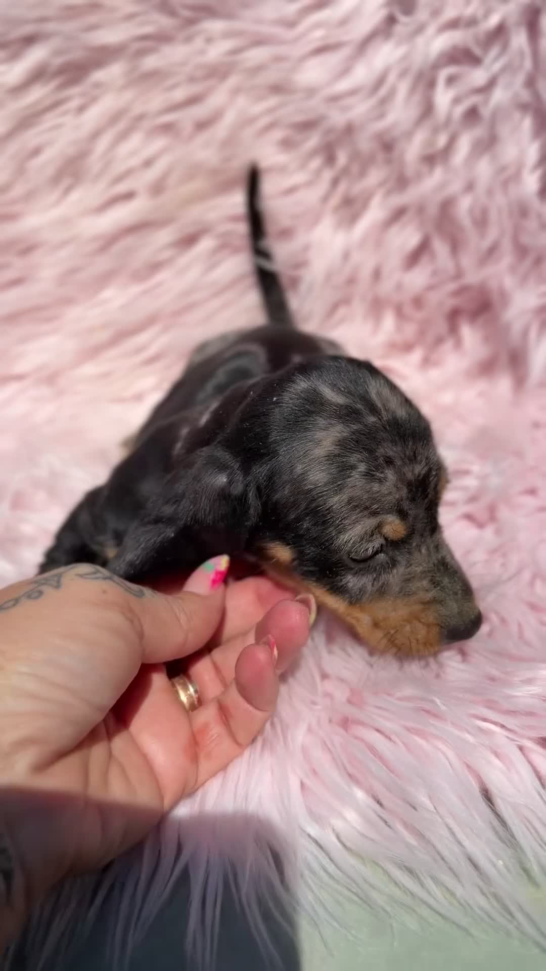 Teckel Miniatura perros en venta: Teckel Arlequin Kaninchen - Video 1