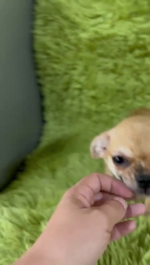 Chihuahua perros en venta: Chihuahua toy  - Video 1