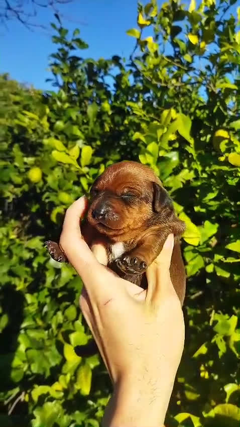 Pinscher Miniatura perros en venta: Mini pinscher varios colores  - Video 1