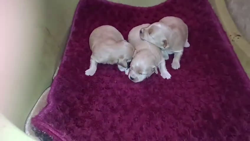 Maltipoo perros en venta: LINDAS HEMBRITAS DE MALTIPOOS - Video 1