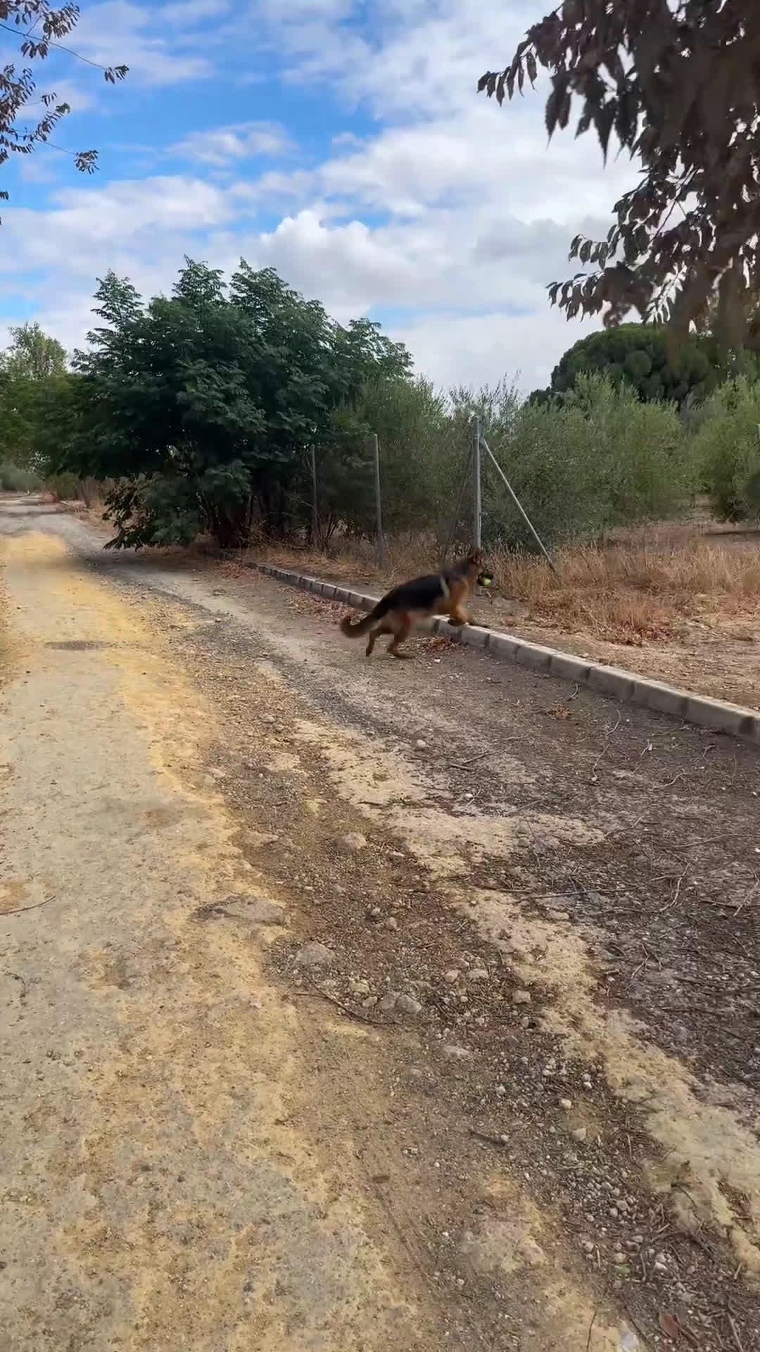 Pastor Alemán perros en venta: CACHORRO DE PASTOR ALEMAN  - Video 2