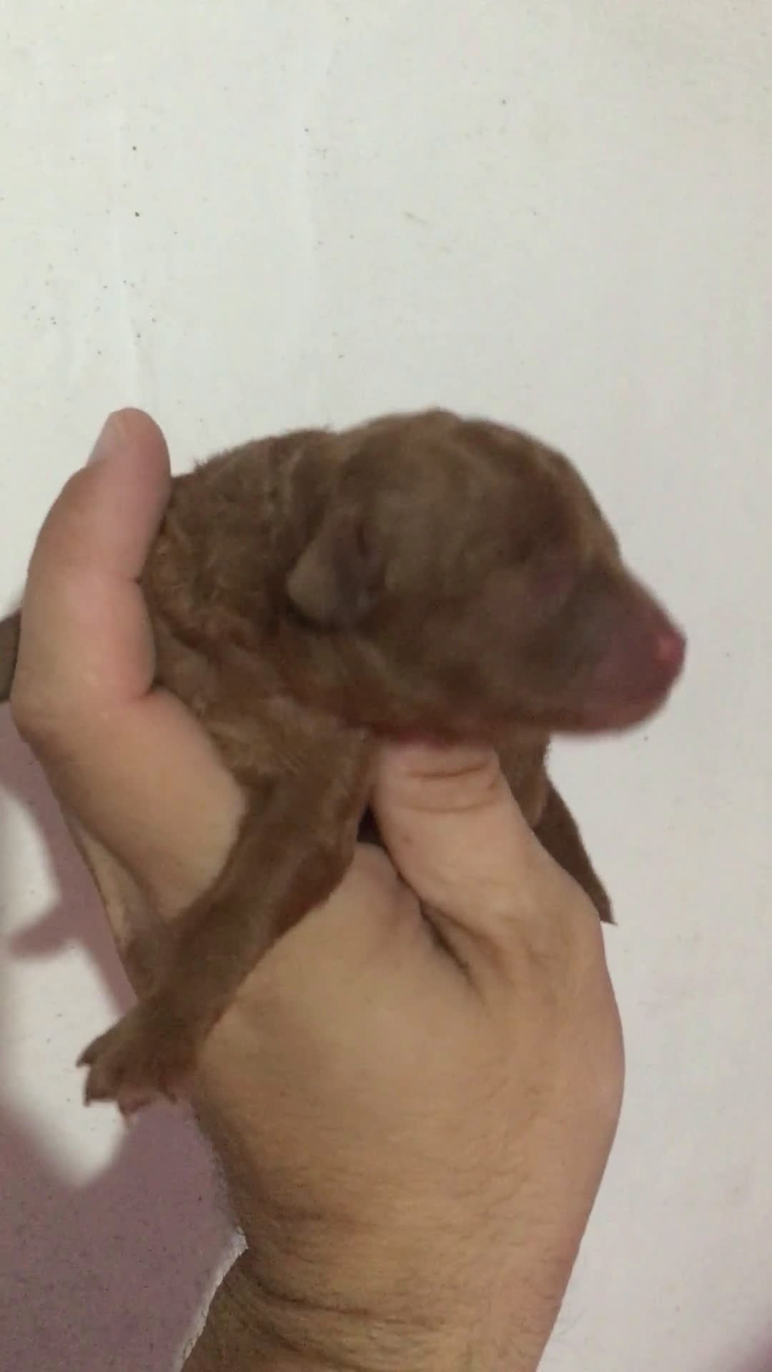 Caniche Toy perros en venta: CANICHES TOYS ROJOS en Madrid - Video 1