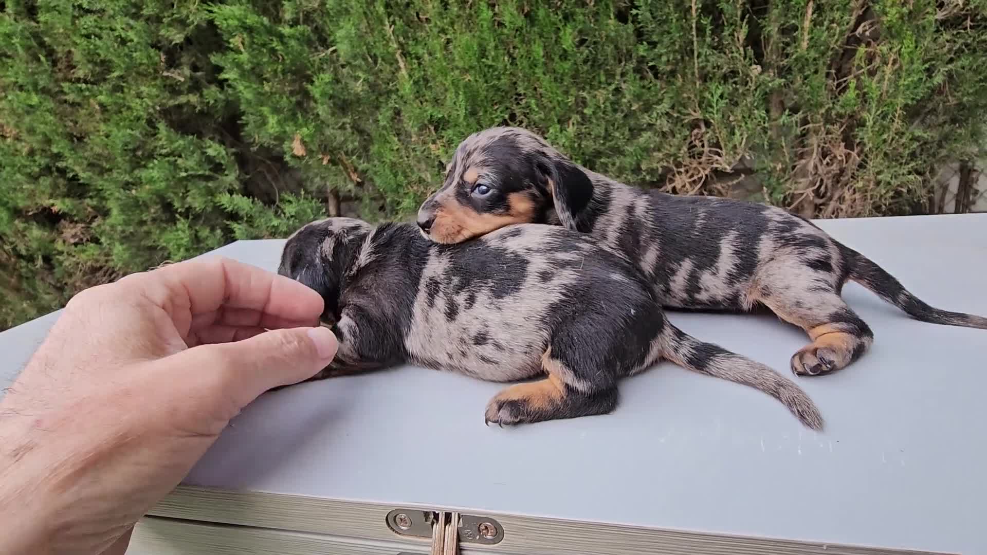 Teckel perros en venta: Adorables cachorritos de teckel  - Video 4