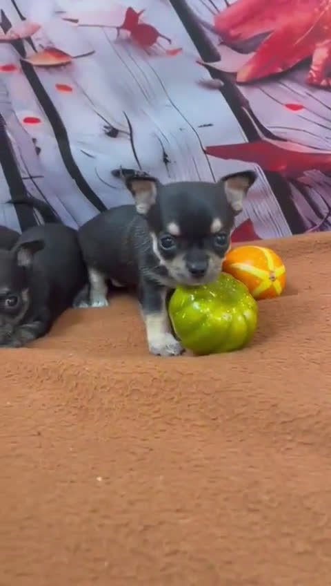 Chihuahua perros en venta: Chihuahuas toy muy bonitos !!! - Video 1