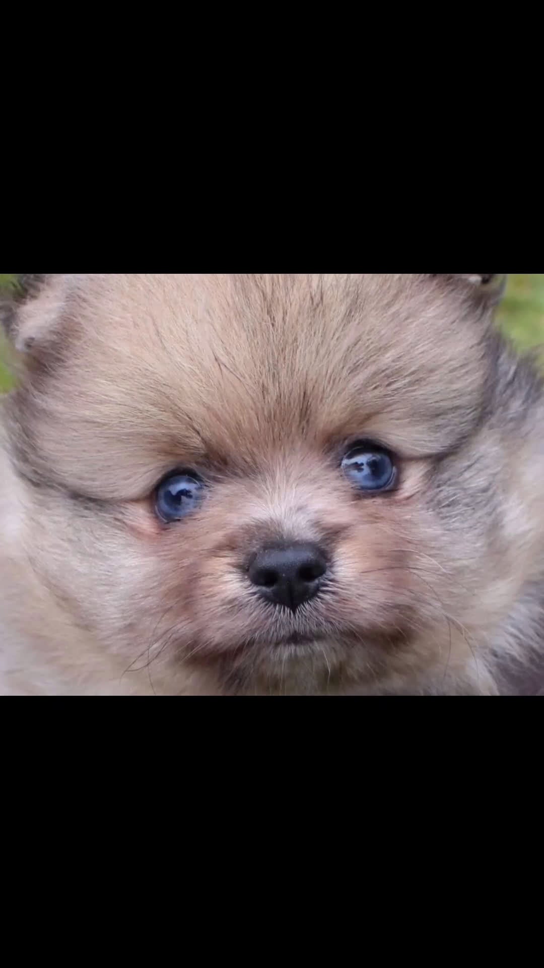 Pomerania perros en venta: Pomerania ojodehoruskennel  - Video 1