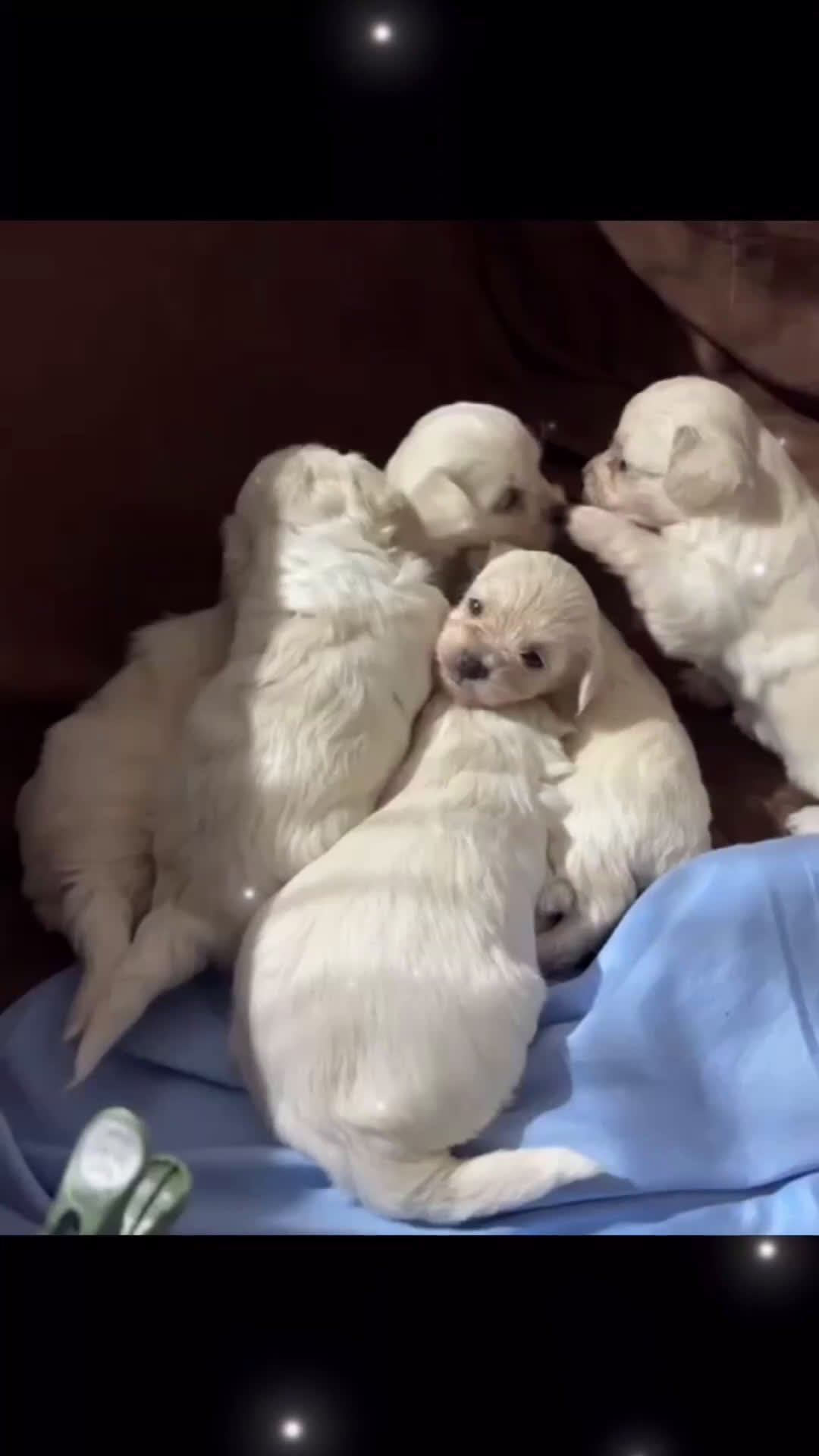 Bichón Maltés perros en venta: Espectacular camada de bichon maltés - Video 1