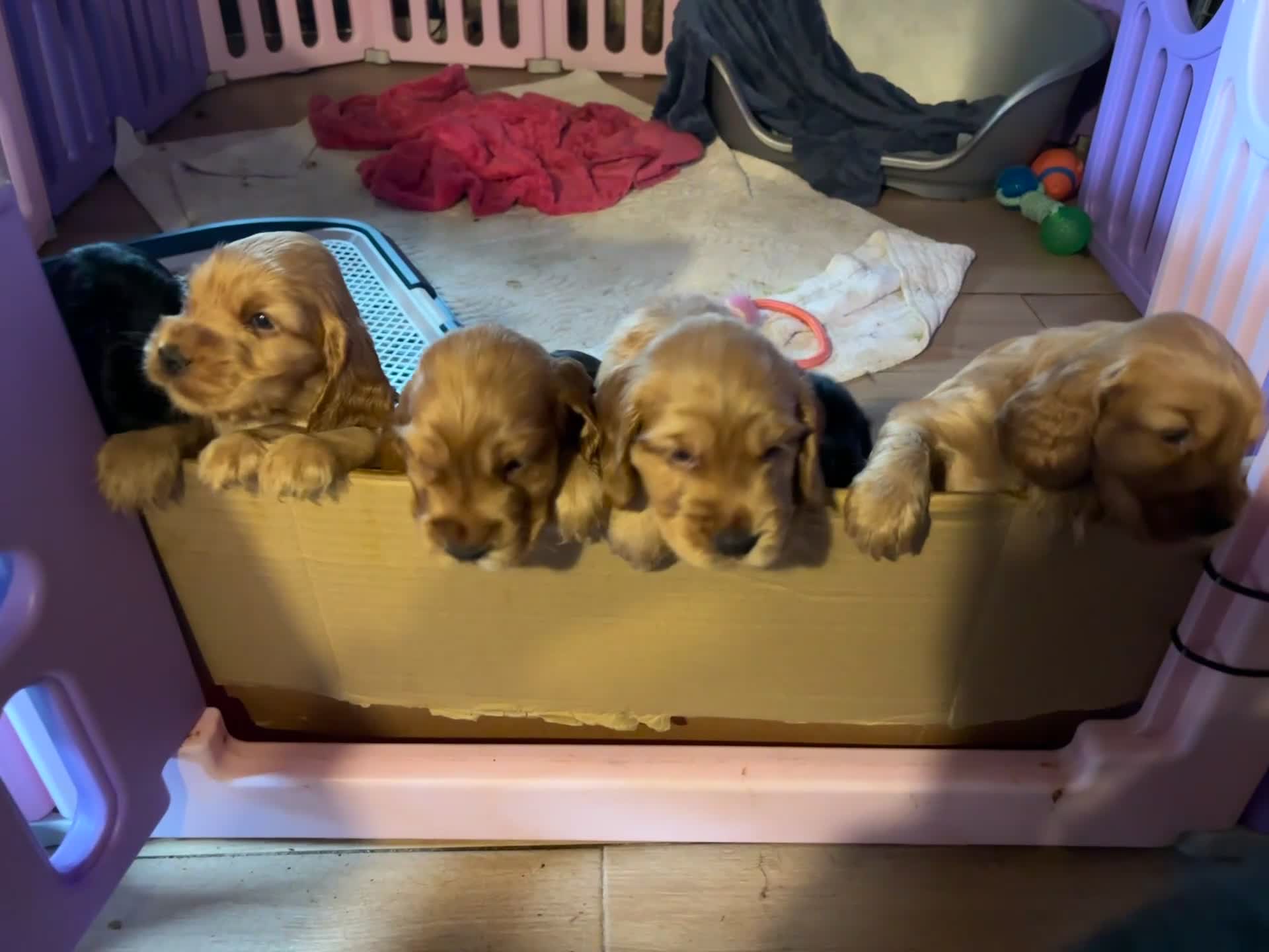 Cocker Spaniel Inglés perros en venta: Últimos cachorros cocker spaniel inglés  - Video 1