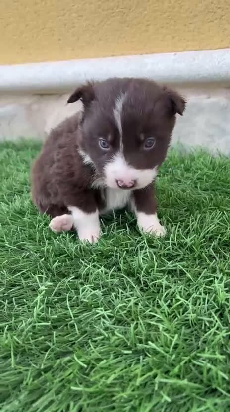 Border Collie perros en venta: Impresionantes Border Collie varios colores  - Video 3