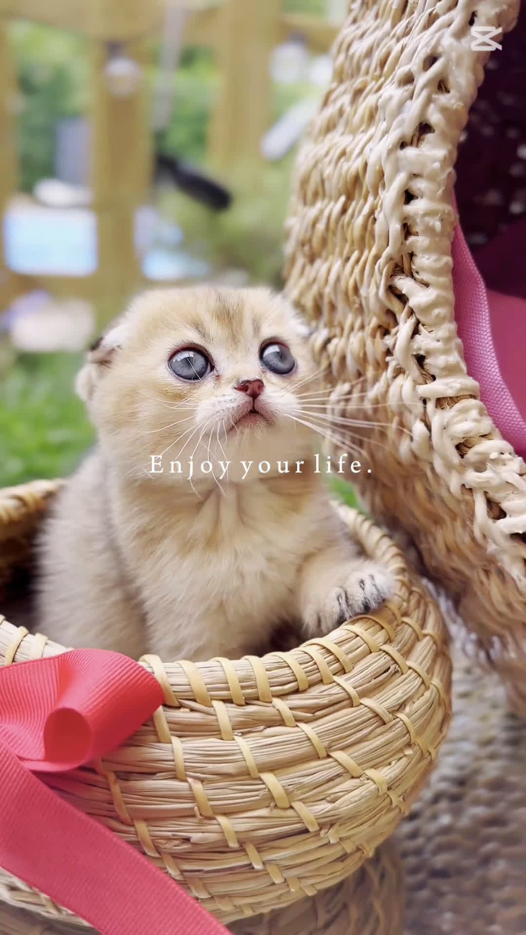 Británico de Pelo Corto gatos en venta: Gatitos British y Scottish Fold  - Video 1