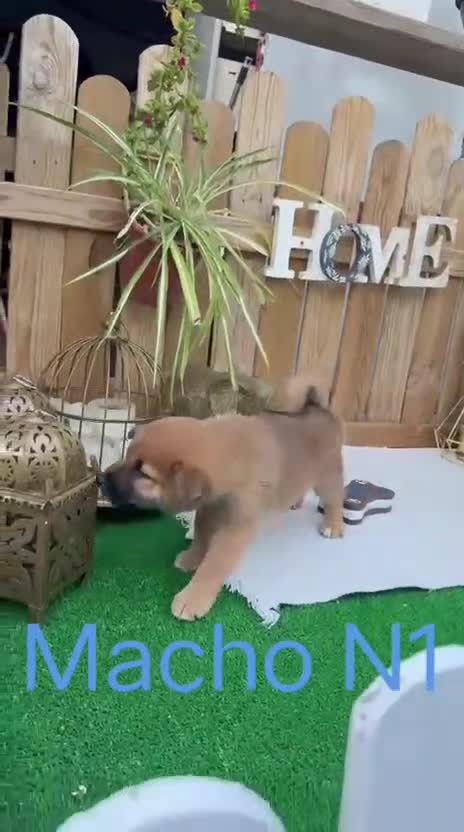 Shiba Inu perros en venta: Shiba Inu preciosos color rojo  - Video 2