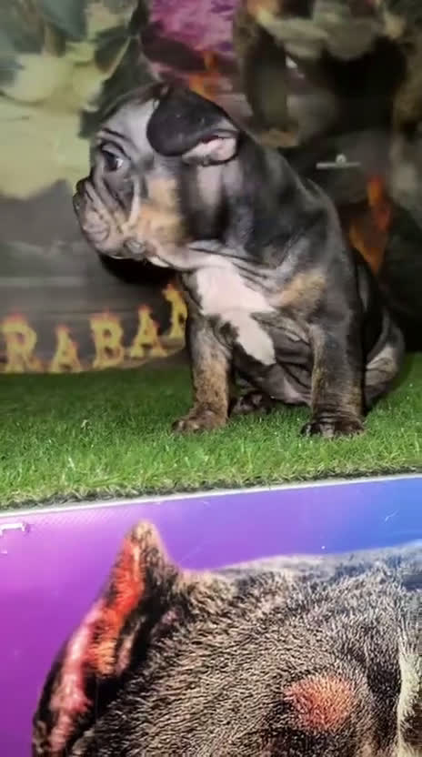 American Bully perros en venta: American Bully  - Video 1