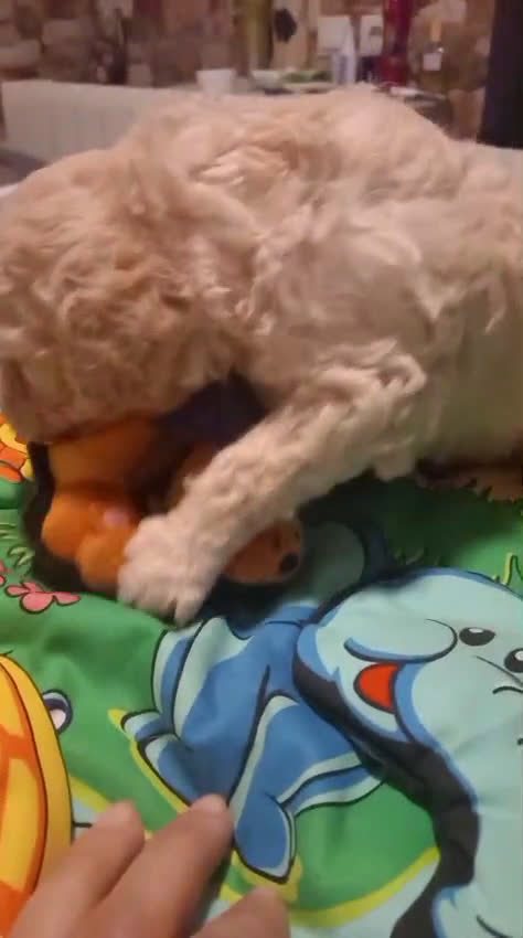 Perro de Agua Español perros en venta: Machito claro PDA - Video 2