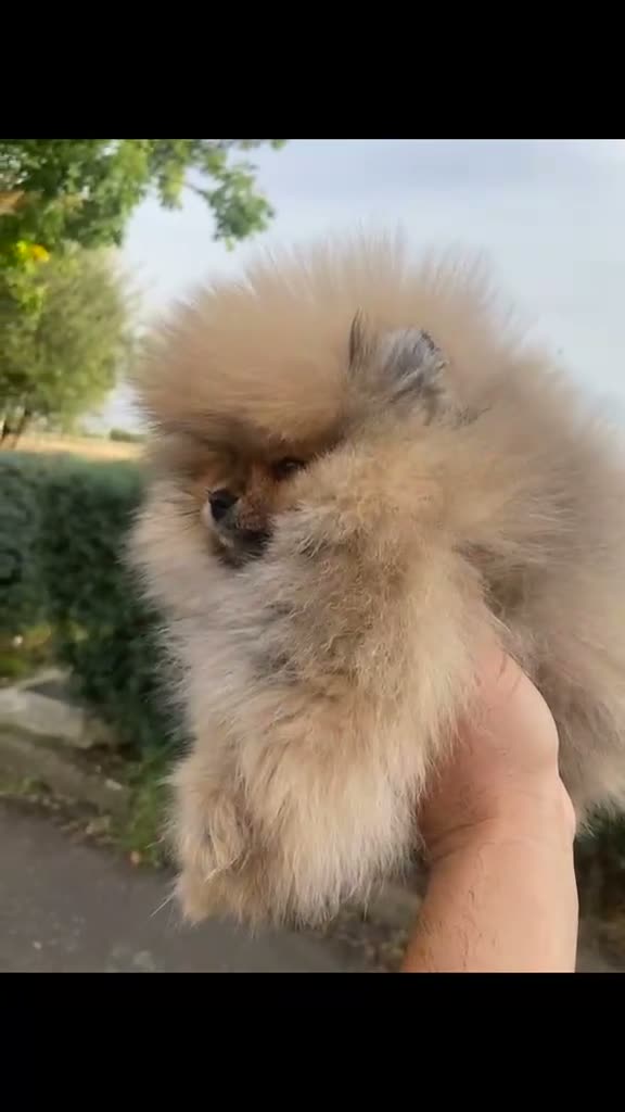 Pomerania perros en venta: Lulu de Pomerania  - Video 1