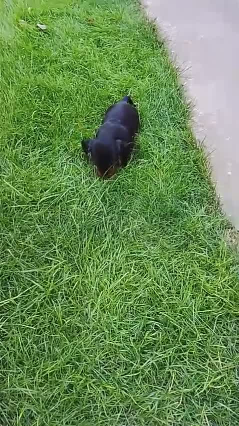 Teckel Miniatura perros en venta: Cacharros de teckel miniatura  - Video 1