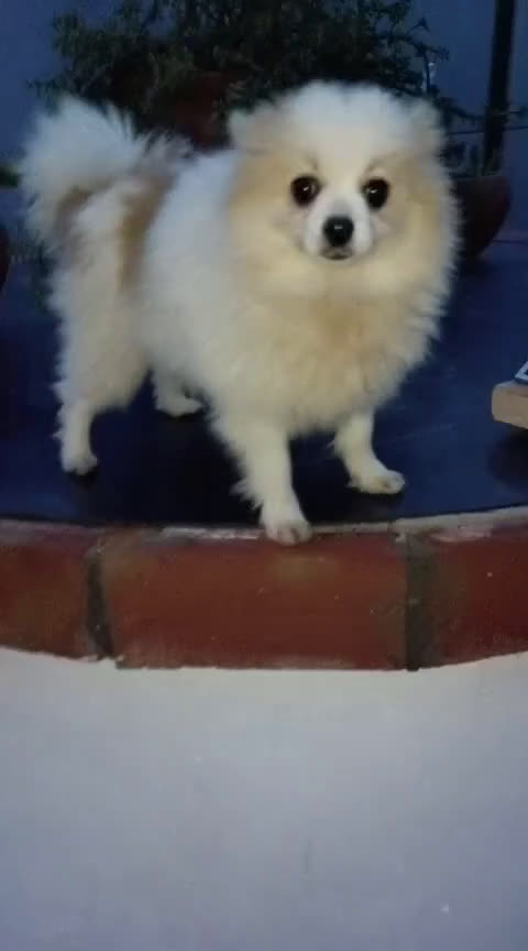 Pomerania perros en venta: Pomerania  - Video 1