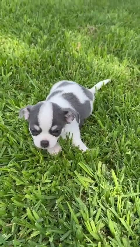 Chihuahua perros en venta: CHIHUAHUA MACHO - Video 1