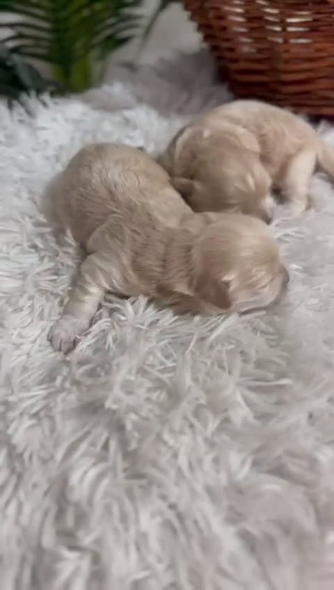 Maltipoo perros en venta: MALTIPOO - Video 1