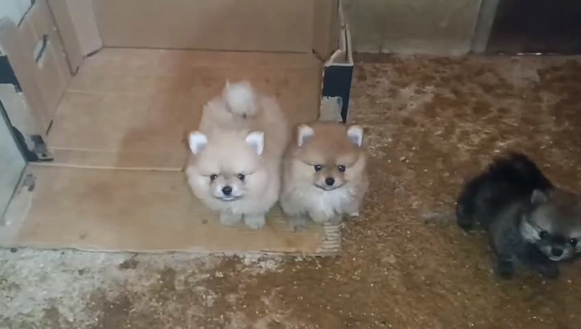 Pomerania perros en venta: LINDO MACHITO POMERANIA DESDE 700 € - Video 2