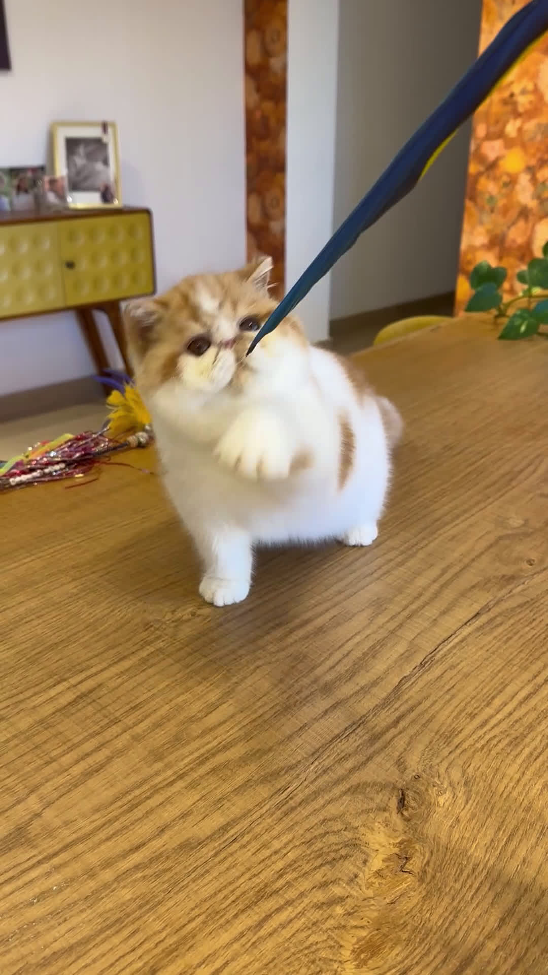 Exótico de Pelo Corto gatos en venta: Exótico Macho Bicolor Rojo - Video 1